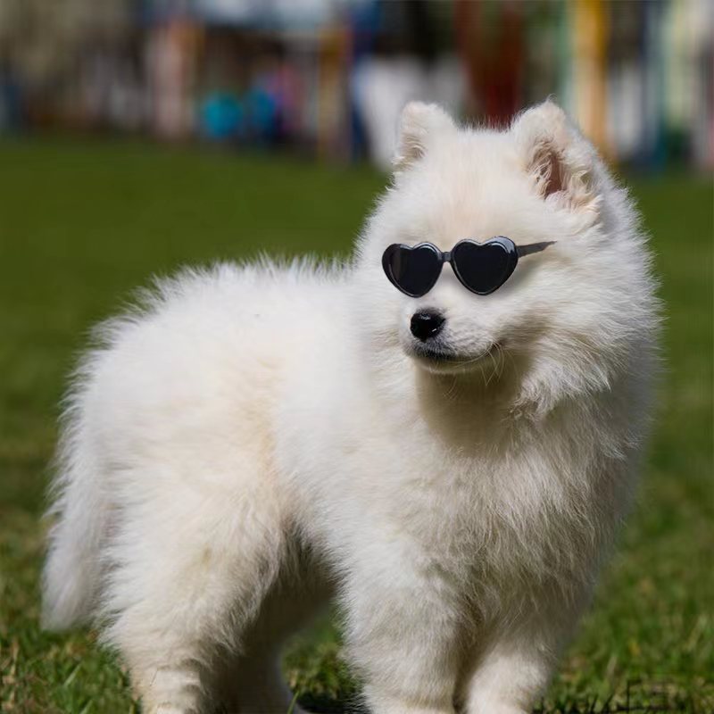 doll sunglasses for pets, roztomilé sluneční brýle pro psa ve tvaru srdce, bílý samojed na trávě