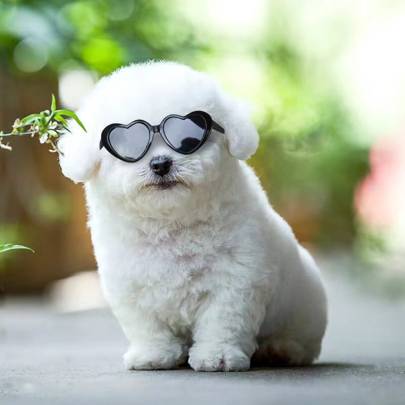 Doll sunglasses for pets na roztomilém bílém štěněti s černými srdcovými brýlemi.